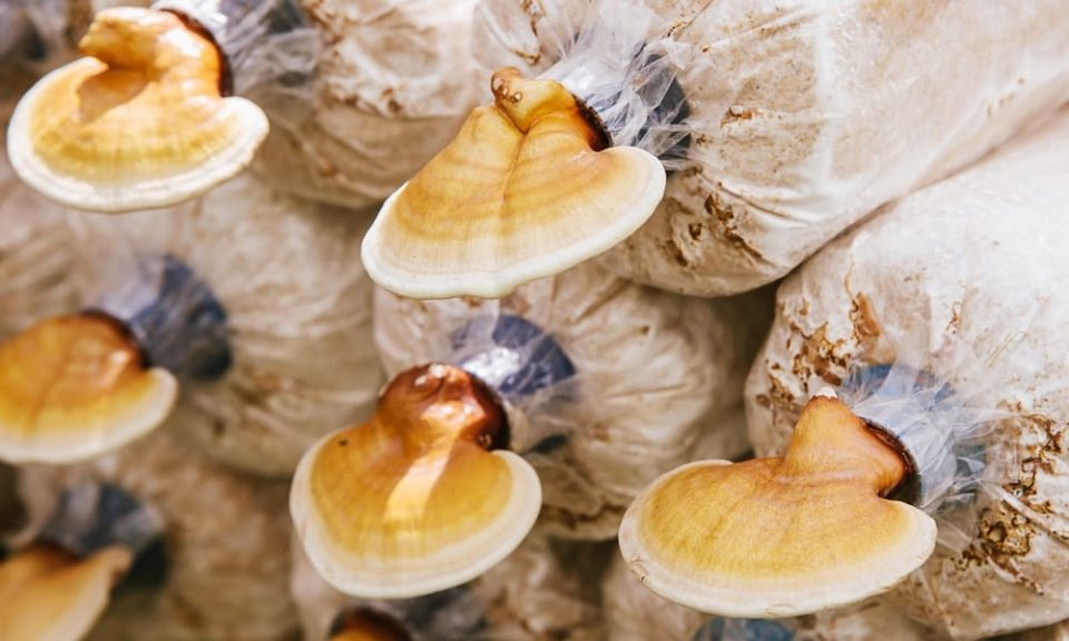 Organic Mushroom Supplement