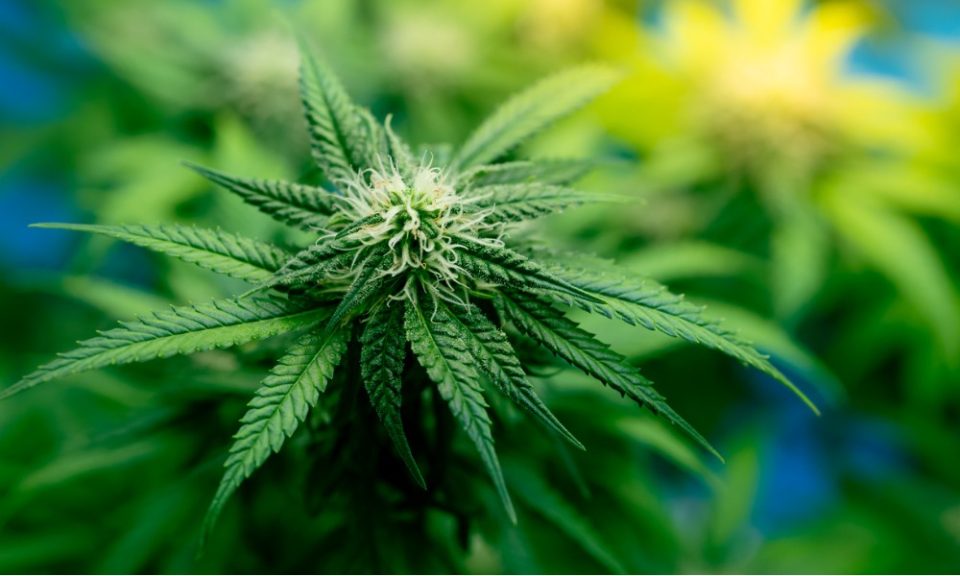 Cannabis Edibles for Beginners
