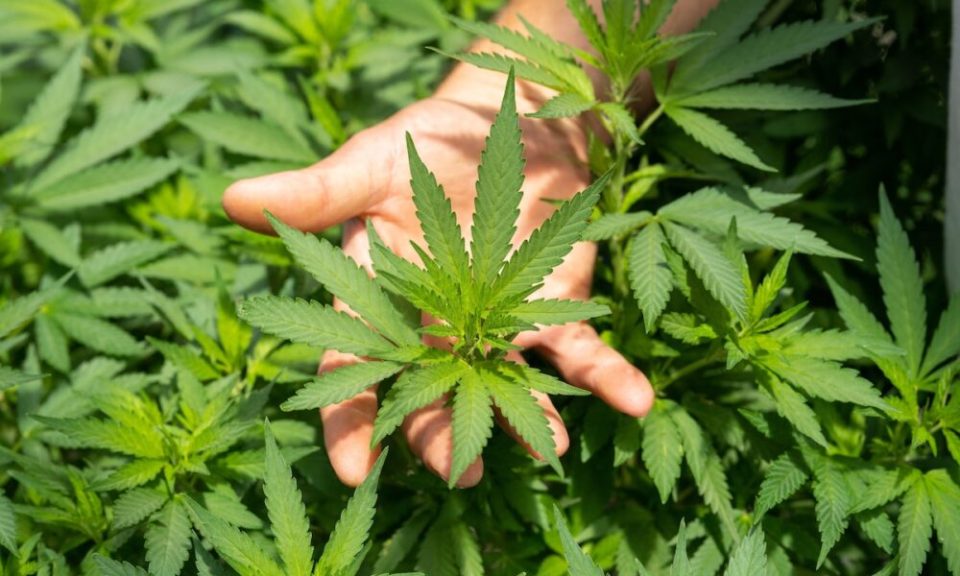 Premier Cannabis Experience